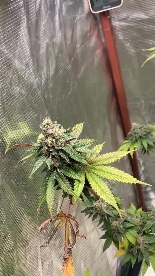 Gelly Mama -First Grow