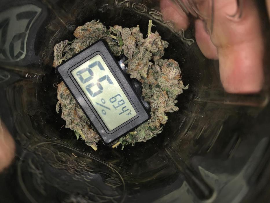 Gelly Mama -First Grow. Week 8