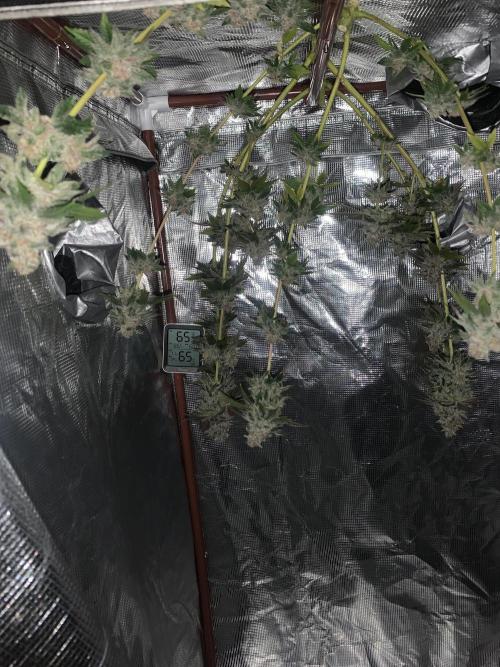 Gelly Mama -First Grow. Week 8