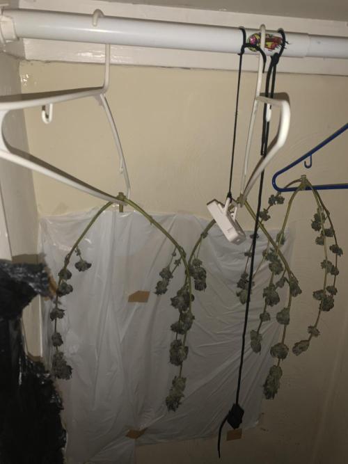 Gelly Mama -First Grow. Week 8 - Dry weight is a bummer 😂