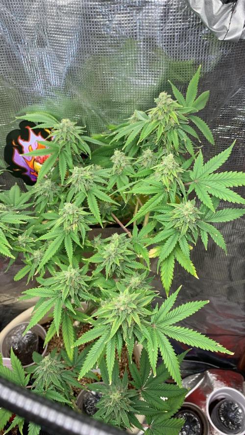 Pink Runtz. Week 6 - Day 47