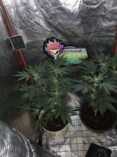 Rainbow Candy. Week 3