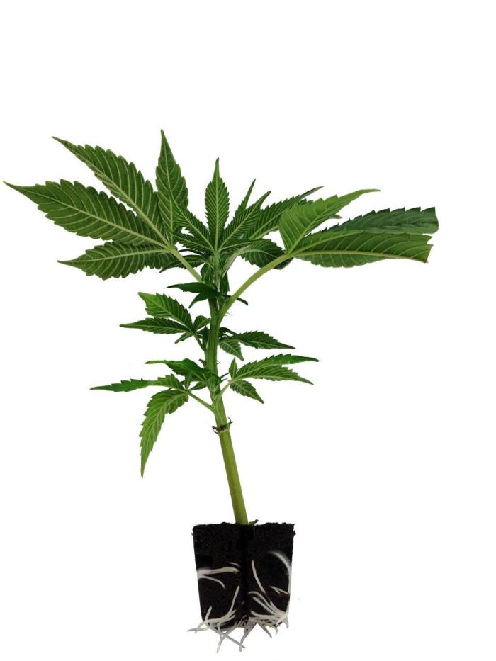 Lemon Cherry Gelato. Week 1