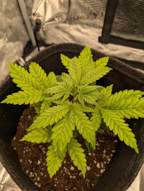 First grow ever. Week 3