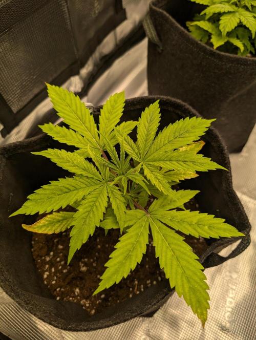 First grow ever. Week 3