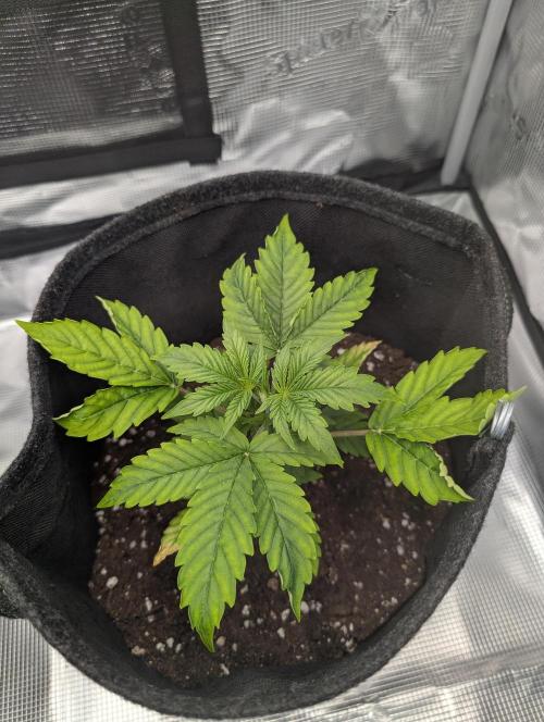 First grow ever. Week 3