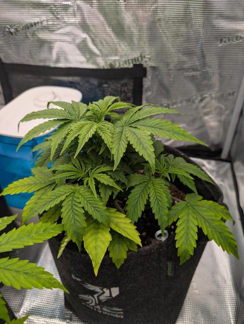 First grow ever. Week 4