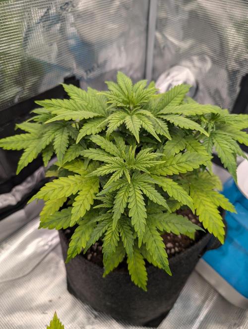 First grow ever. Week 4