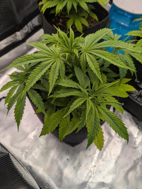 First grow ever. Week 4