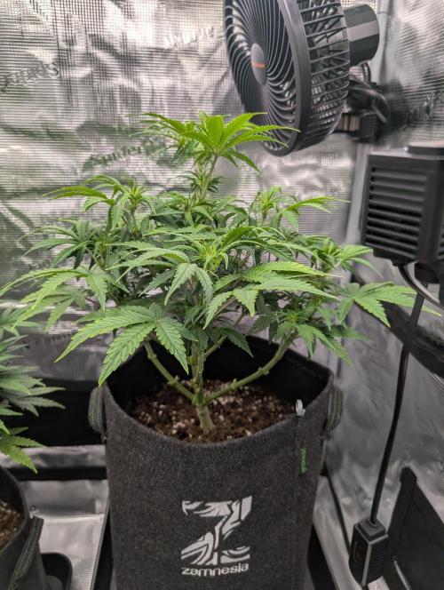 First grow ever. Week 6