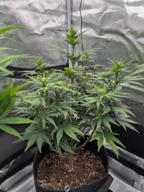 First grow ever. Week 6