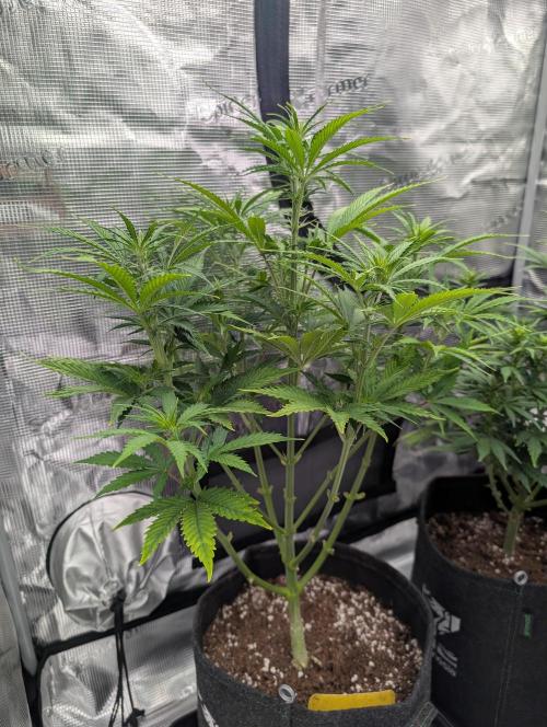 First grow ever. Week 6