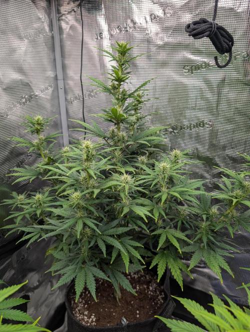 First grow ever. Week 7