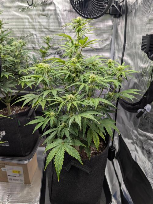 First grow ever. Week 7