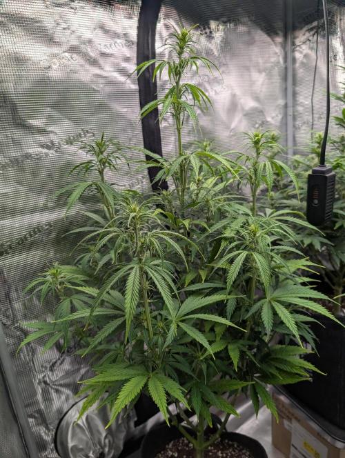 First grow ever. Week 7