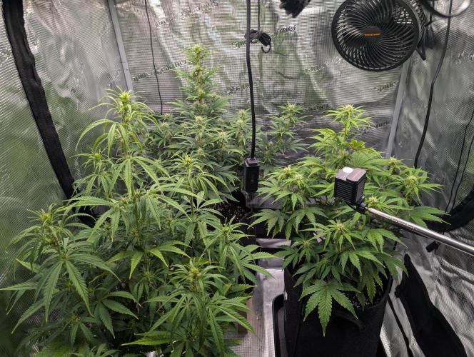 First grow ever. Week 7