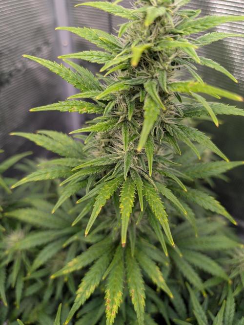 First grow ever. Week 8