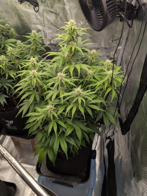 First grow ever. Week 8 - Amnesia Haze Feno#2