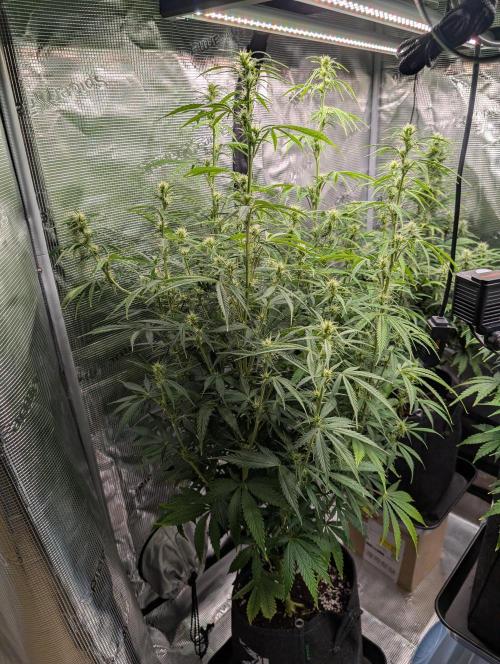 First grow ever. Week 8 - Amnesia Haze Feno#1