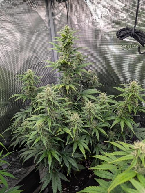 First grow ever. Week 8 - Gorilla Z