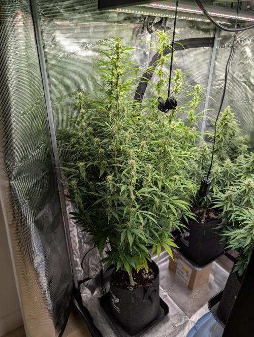 First grow ever. Week 9 - Amnesia Haze Auto Fenotipo #1