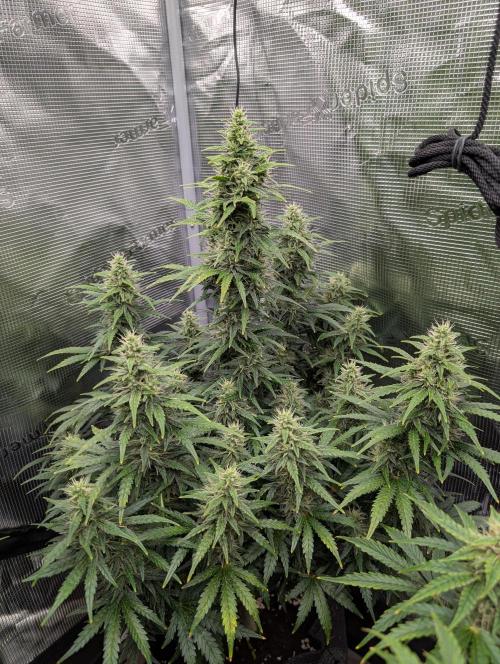 First grow ever. Week 9 - Gorilla Zkittlez Auto