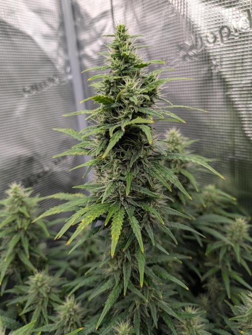 First grow ever. Week 9 - Main cola Gorilla Zkigtlez Auto