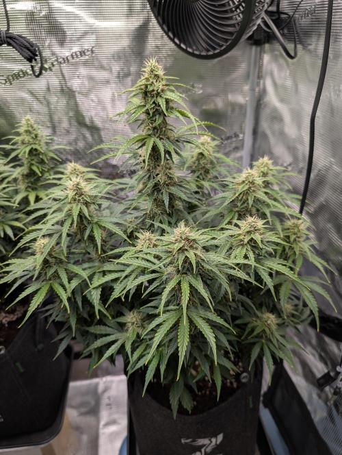 First grow ever. Week 9 - Amnesia Haze fenotipo #2