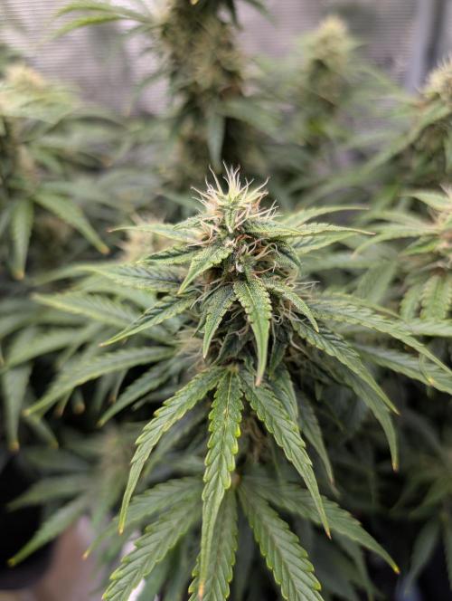 First grow ever. Week 9 - Amnesia Haze fenotipo #2