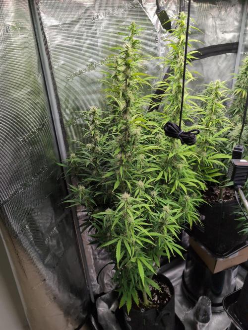 First grow ever. Week 10 - Amnesia Haze Feno #1