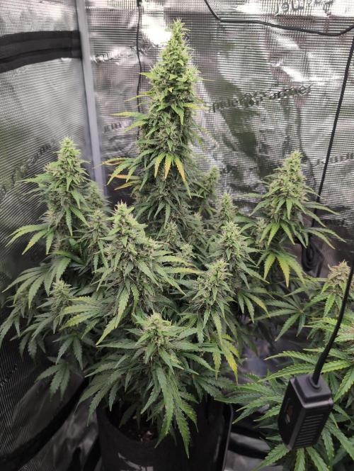 First grow ever. Week 10 - Gorilla Z Auto