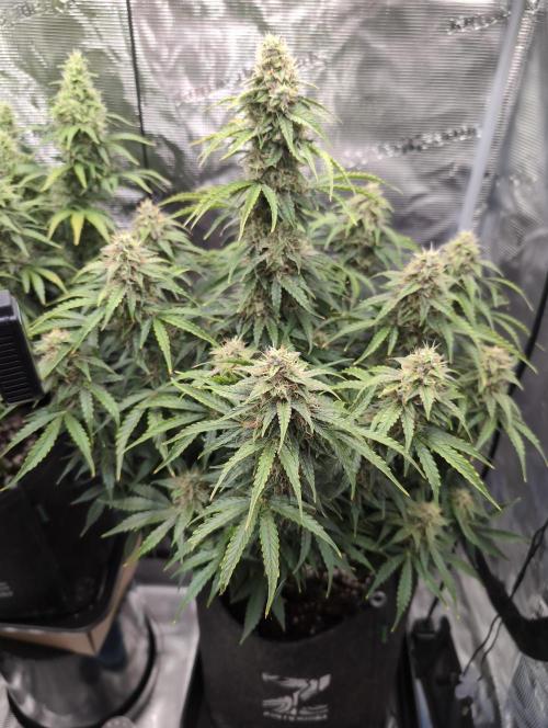 First grow ever. Week 10 - Amnesia Haze Feno #2