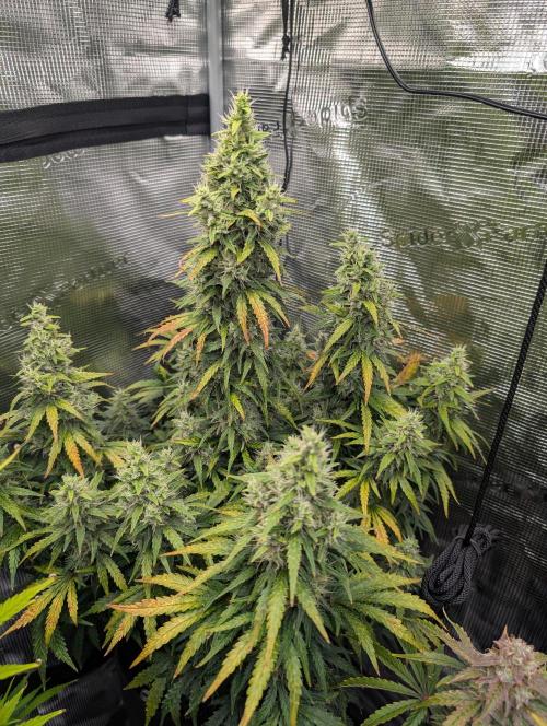 First grow ever. Week 11 - Gorilla Z Auto