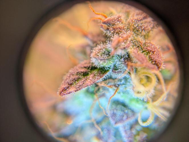 First grow ever. Week 11 - Tricomas Amnesia Haze Feno #1