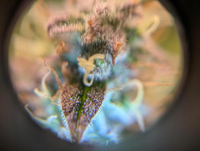 First grow ever. Week 11 - Tricomas Amnesia Haze Feno #1