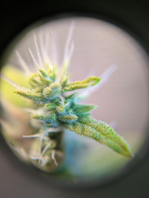 First grow ever. Week 11 - Tricomas Gorilla Z