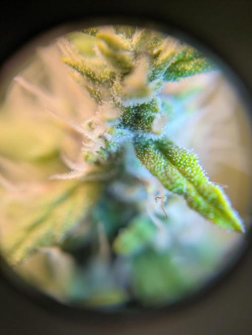 First grow ever. Week 11 - Tricomas Gorilla Z