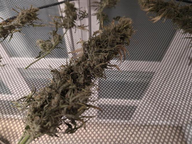 First grow ever. Week 12