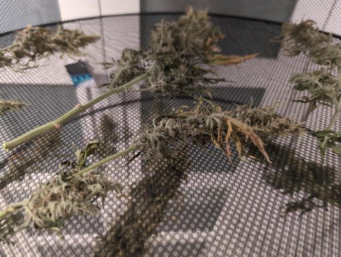 First grow ever. Week 12