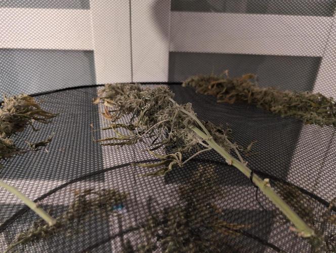 First grow ever. Week 12