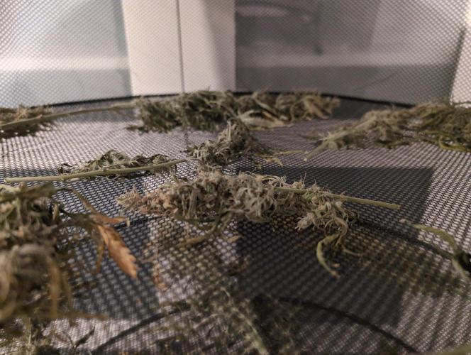 First grow ever. Week 12