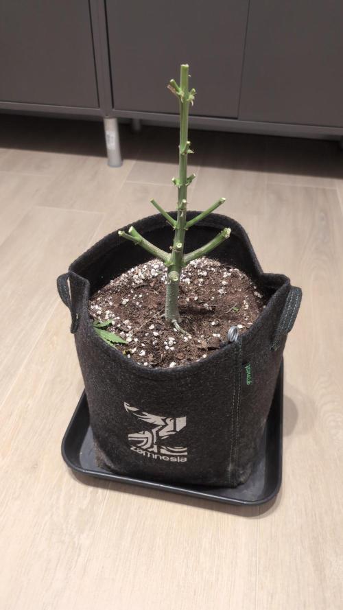 First grow ever. Week 12