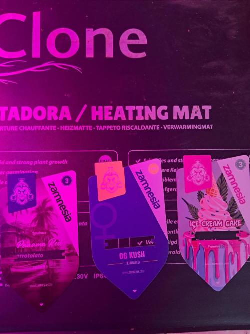 Zündung. Week 0 - Zündung