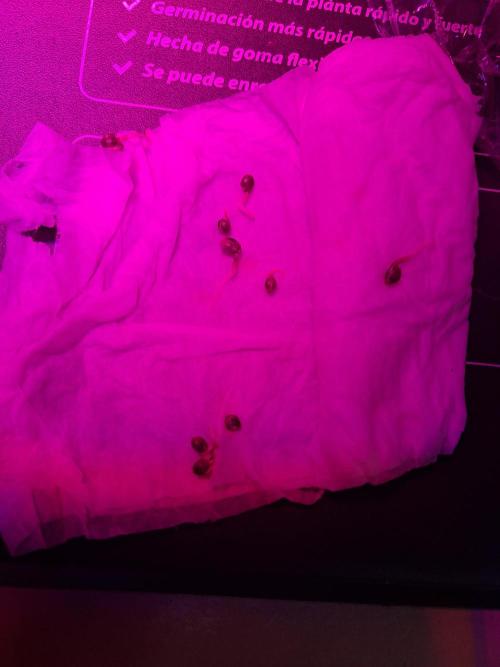 Zündung. Week 0 - Zweiter Tag in der Keimung 