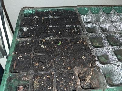 Comment by Jackomo photo #2