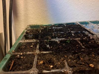 Comment by Jackomo photo #1