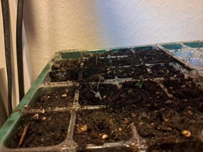 Comment by Jackomo photo #3