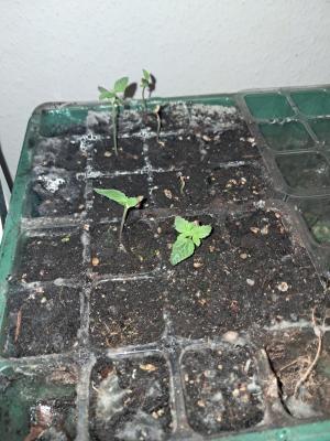 Comment by Jackomo photo #1