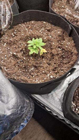 Comment by Jackomo photo #1