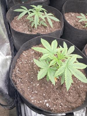 Comment by Jackomo photo #2